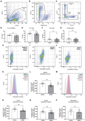 Reduced acetylated α-tubulin in SPAST hereditary spastic paraplegia patient PBMCs